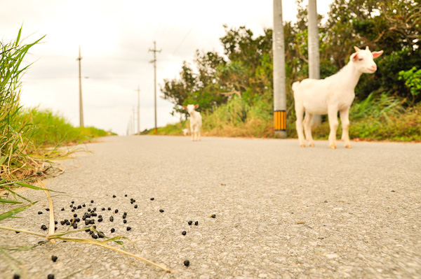 Goats At Hateruma