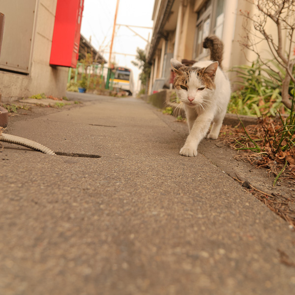 Cat At Ougimachi