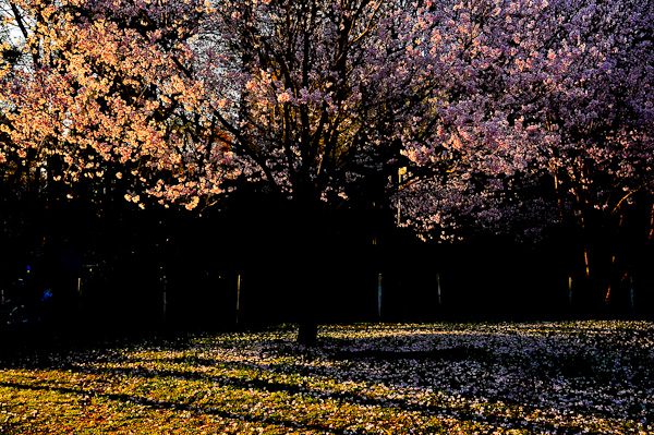 Sakura Shinjuku Central Park