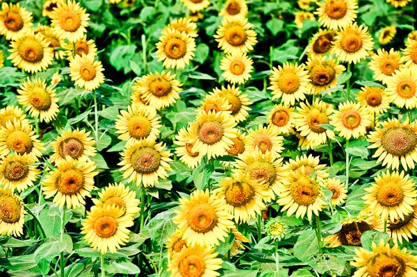 sunflower_zama.jpg